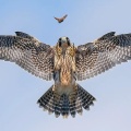 Falcon hunting a butterfly
